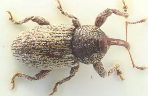 Réf. 250 838 : Pachytychius haematocephalus